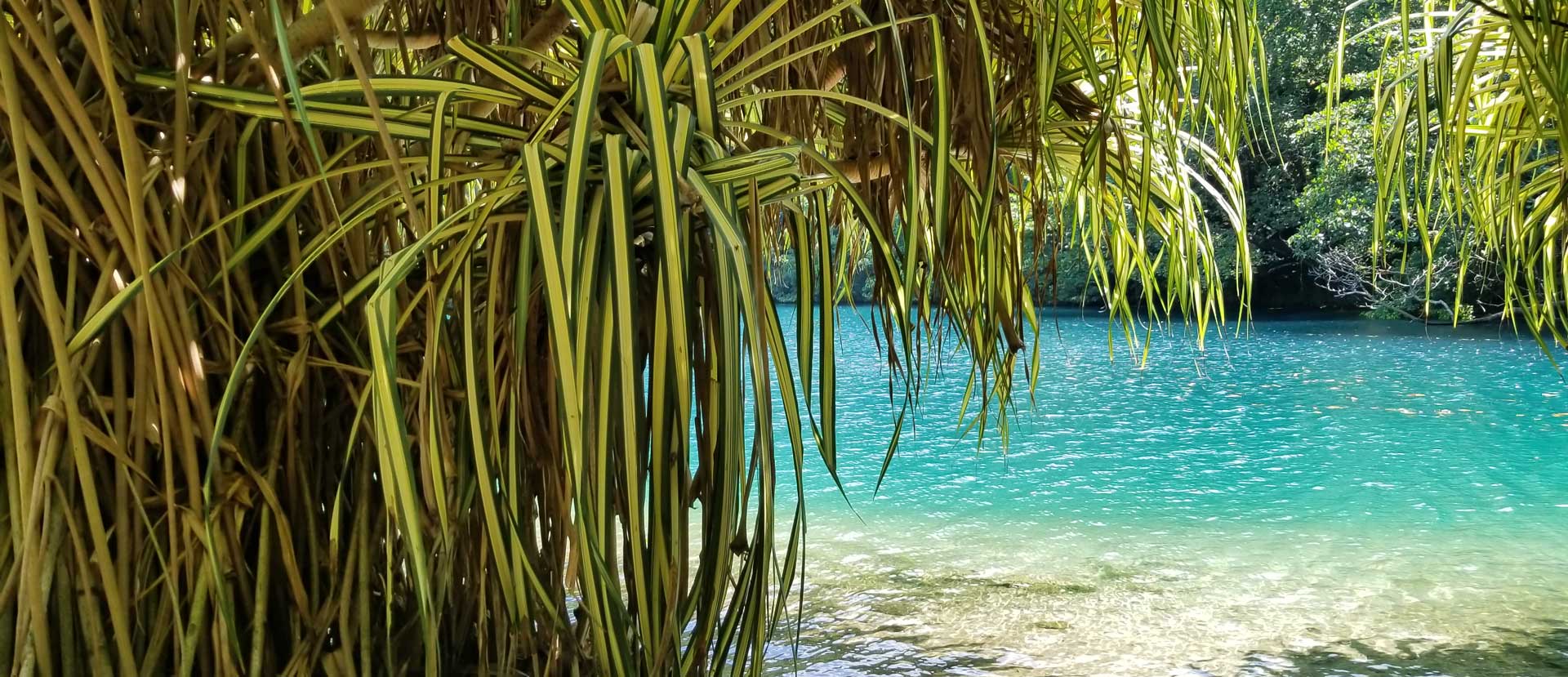 Ocho Rios Highlight and Shopping Day
